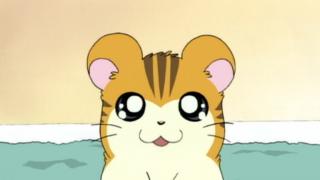 Hamtaro - Épisode 14