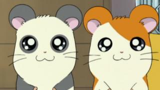 Hamtaro - Épisode 35