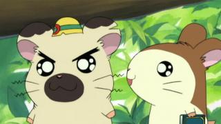 Hamtaro - Épisode 46