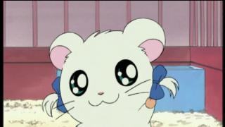 Hamtaro - Épisode 4