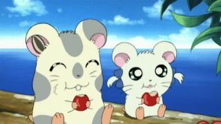 Hamtaro - Épisode 50